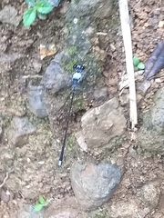 Hypolestes hatuey