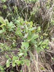 Myrica