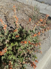 Sphaeralcea munroana