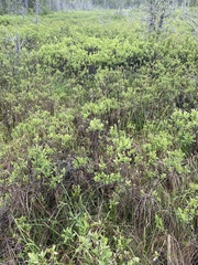 Myrica