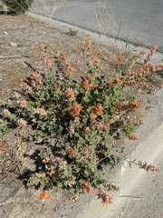 Sphaeralcea munroana