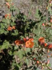 Sphaeralcea munroana