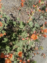 Sphaeralcea munroana