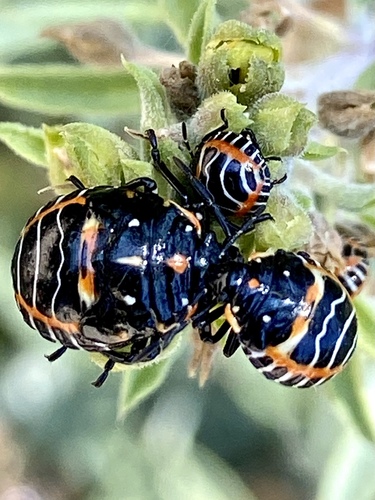 iNaturalist observation photo of Harlequin Bug