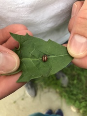 Calligrapha spiraeae
