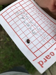 Calligrapha spiraeae