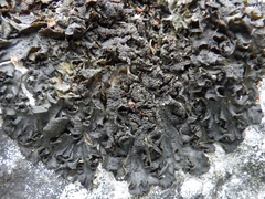 Collema subflaccidum