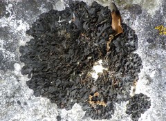 Collema subflaccidum