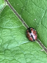 Calligrapha spiraeae