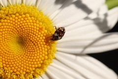 Anthrenus angustefasciatus