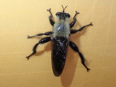 Laphria virginica