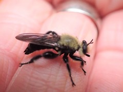 Laphria virginica