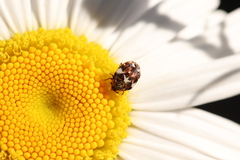 Anthrenus angustefasciatus