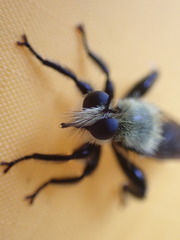 Laphria virginica