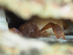 Pontonia pinnophylax