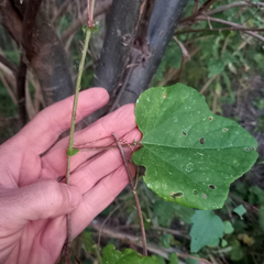Passiflora morifolia