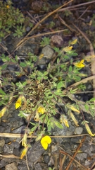 Lotus suaveolens
