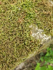 Scleropodium cespitans