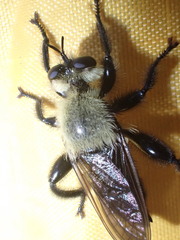 Laphria virginica