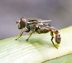 Anasimyia grisescens