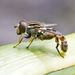 Long-spurred Swamp Fly - Photo (c) pcowartrickmanphoto, some rights reserved (CC BY-NC), uploaded by pcowartrickmanphoto