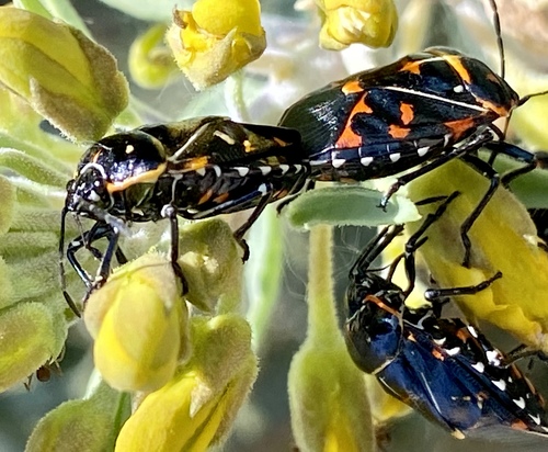 iNaturalist observation photo of Harlequin Bug