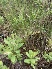 Myrica