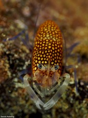 Gnathophyllum elegans