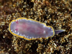 Felimida purpurea
