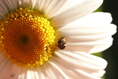 Anthrenus angustefasciatus