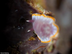 Felimida purpurea