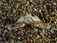 Distolambrus maltzami