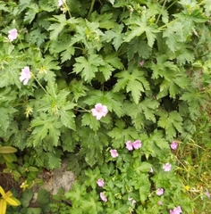 Geranium × oxonianum