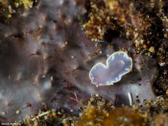 Felimida purpurea
