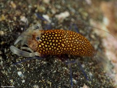 Gnathophyllum elegans