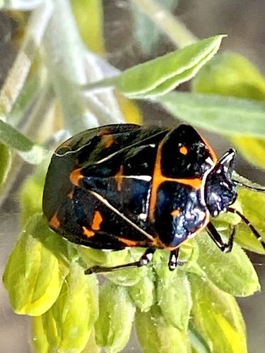 iNaturalist observation photo of Harlequin Bug