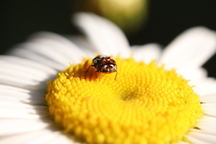Anthrenus angustefasciatus
