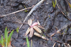 Pinguicula lusitanica
