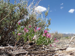 Rhinotropis subspinosa