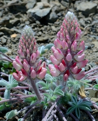 Lupinus constancei