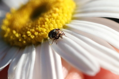 Anthrenus angustefasciatus