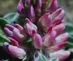 Lupinus constancei