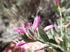 Rhinotropis subspinosa