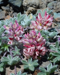 Lupinus constancei