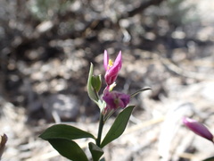 Rhinotropis subspinosa