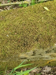Scleropodium cespitans
