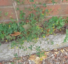 Trifolium dubium