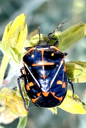 iNaturalist observation photo of Harlequin Bug