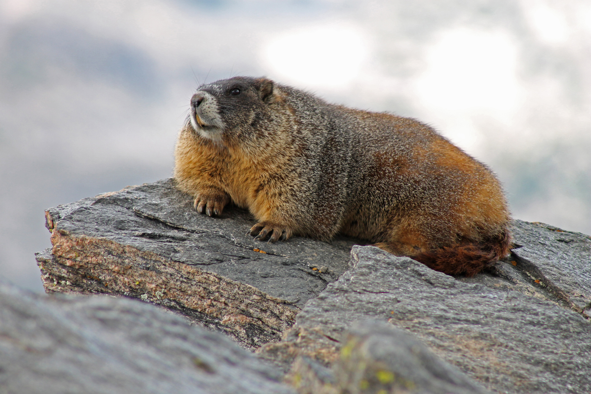 Marmot Animal Marmot Animal