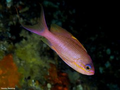 Anthias anthias